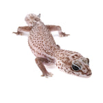 Oreo Patternless African Fat-Tailed Gecko