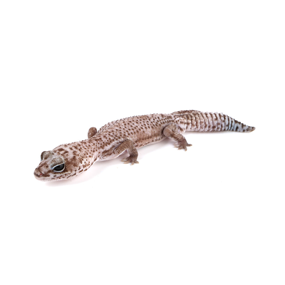 Oreo Patternless African Fat-Tailed Gecko
