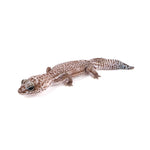 Oreo Patternless African Fat-Tailed Gecko