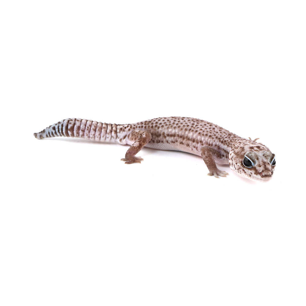 Oreo Patternless African Fat-Tailed Gecko