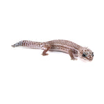 Oreo Patternless African Fat-Tailed Gecko