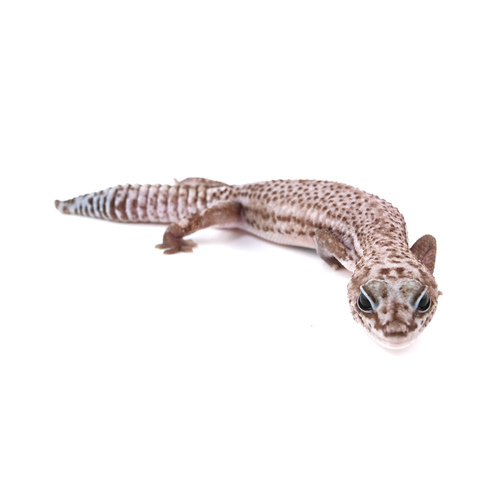 Oreo Patternless African Fat-Tailed Gecko