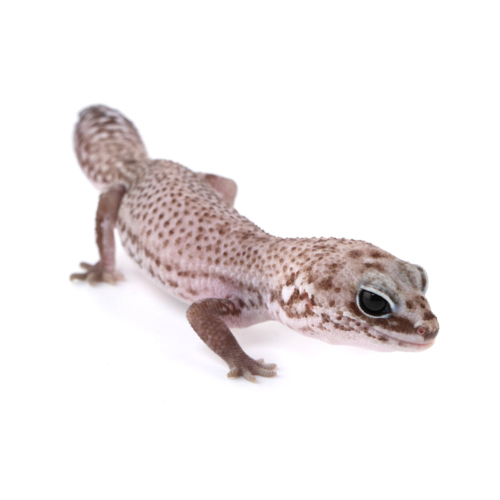 Patternless African Fat-Tailed Gecko