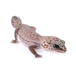 Patternless African Fat-Tailed Gecko
