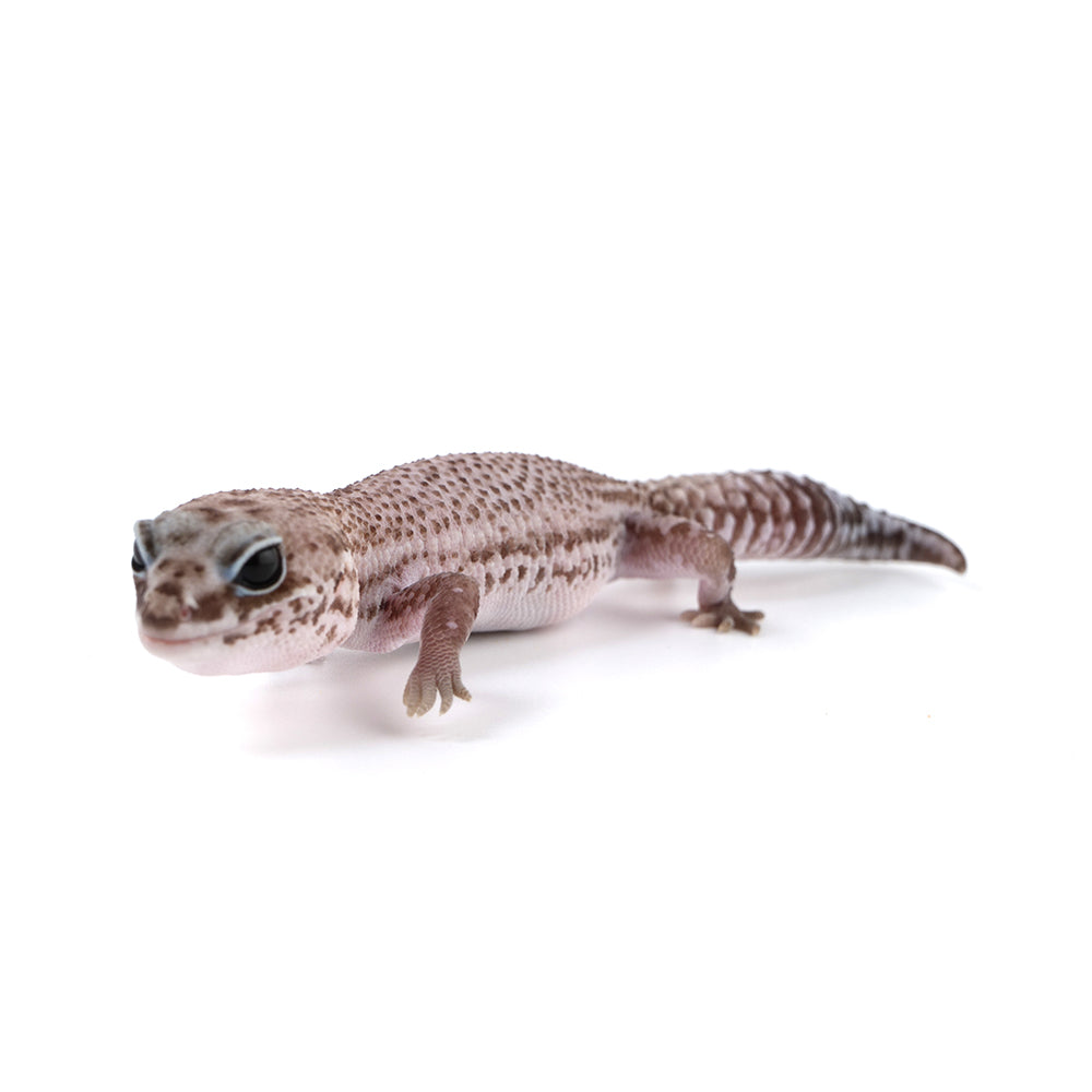 Patternless African Fat-Tailed Gecko