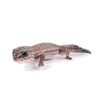 Patternless African Fat-Tailed Gecko