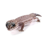 Patternless African Fat-Tailed Gecko