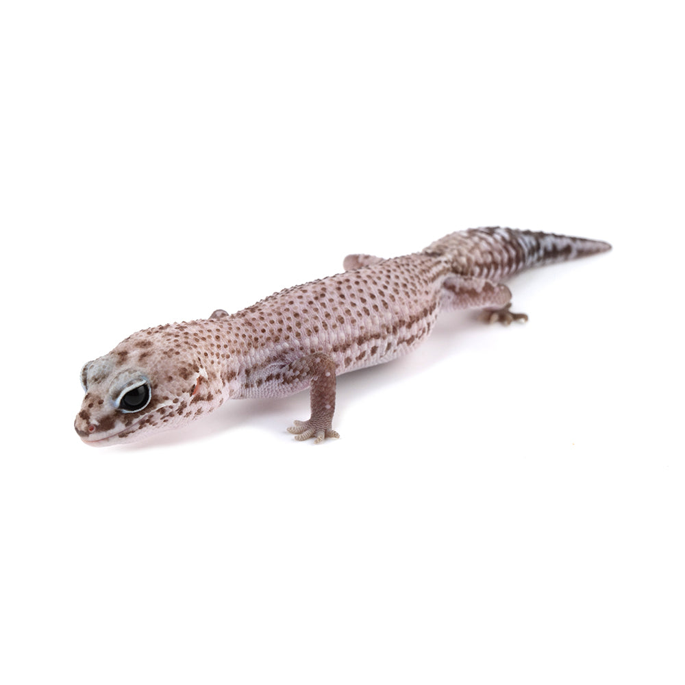Patternless African Fat-Tailed Gecko