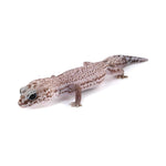 Patternless African Fat-Tailed Gecko