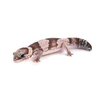 Oreo African Fat-Tailed Gecko