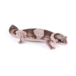 Oreo African Fat-Tailed Gecko