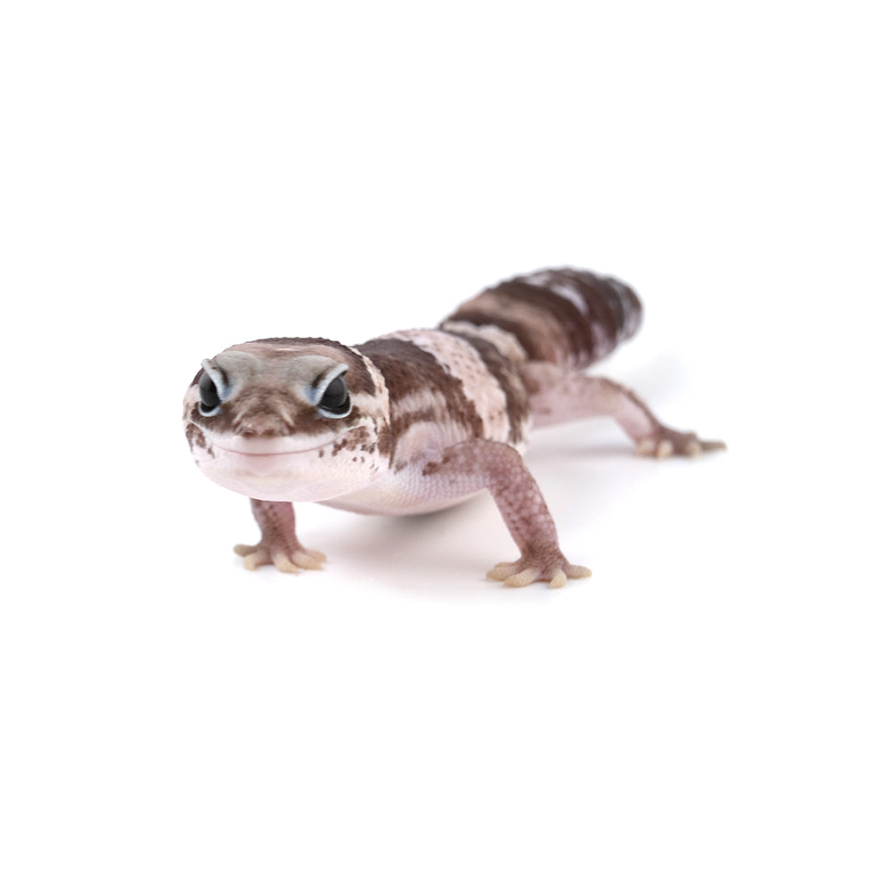 Oreo African Fat-Tailed Gecko