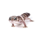 Oreo African Fat-Tailed Gecko