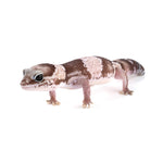 Oreo African Fat-Tailed Gecko