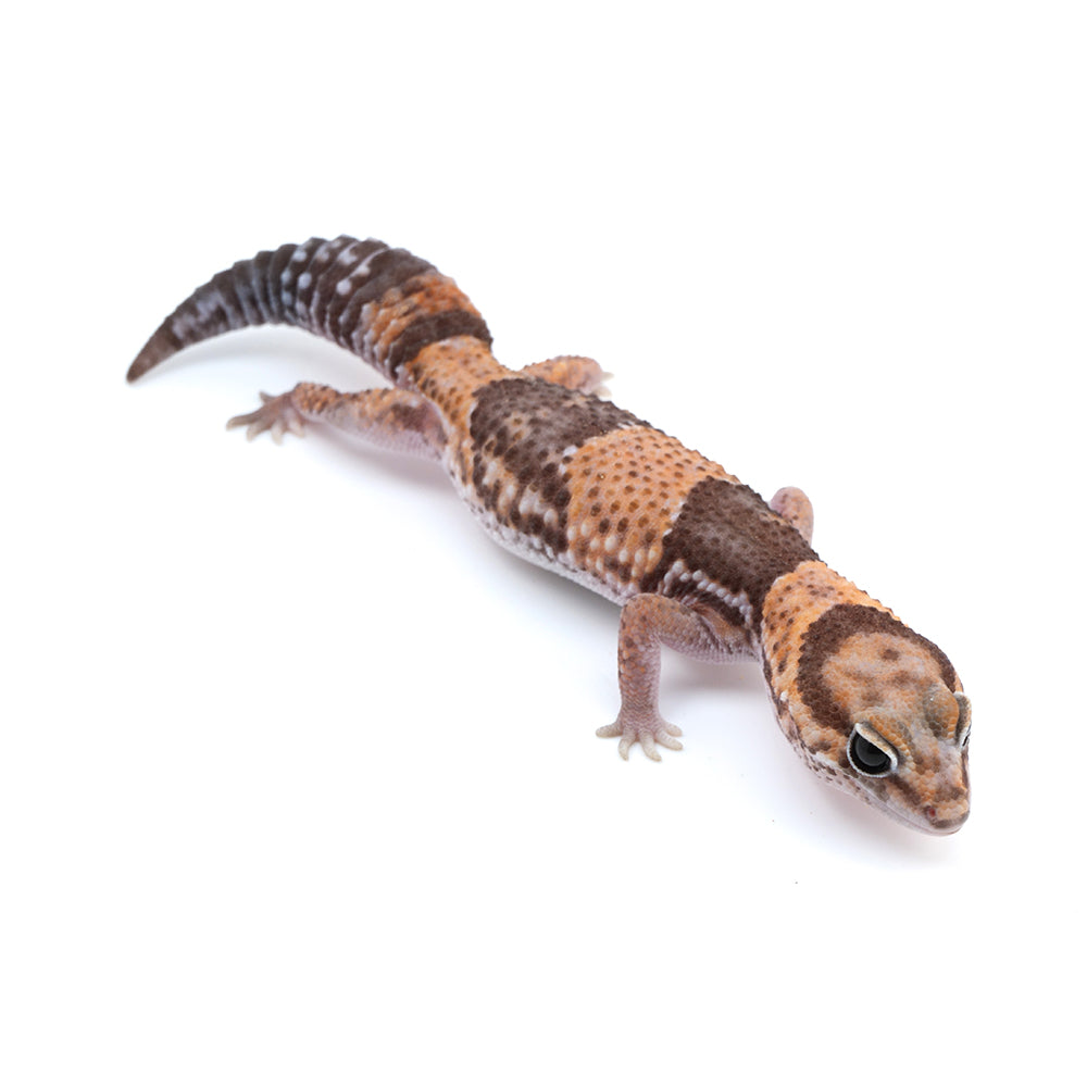 Banded African Fat-Tailed Gecko