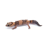Banded African Fat-Tailed Gecko