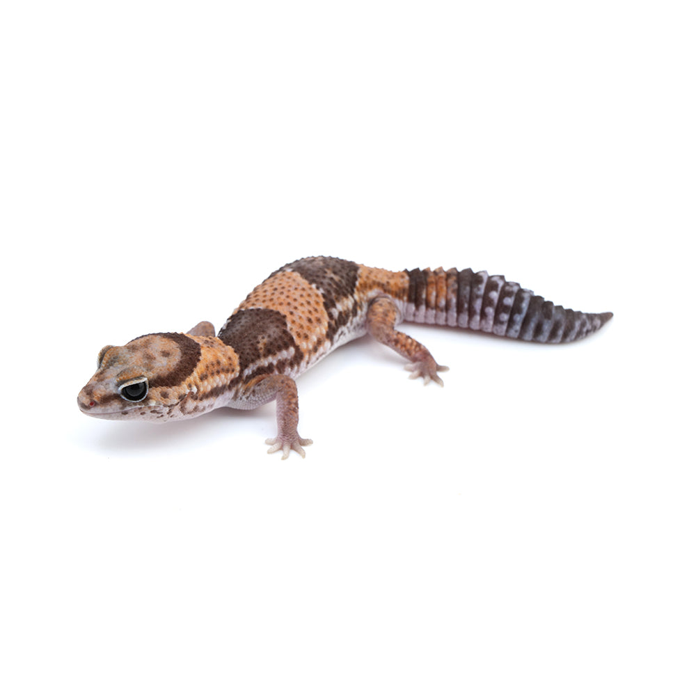 Banded African Fat-Tailed Gecko