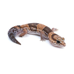 Banded African Fat-Tailed Gecko