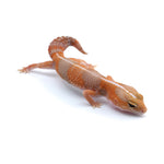 Amel Stripe African Fat-Tailed Gecko