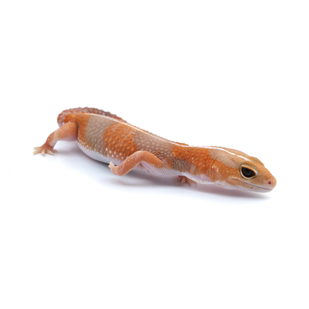 Amel Stripe African Fat-Tailed Gecko