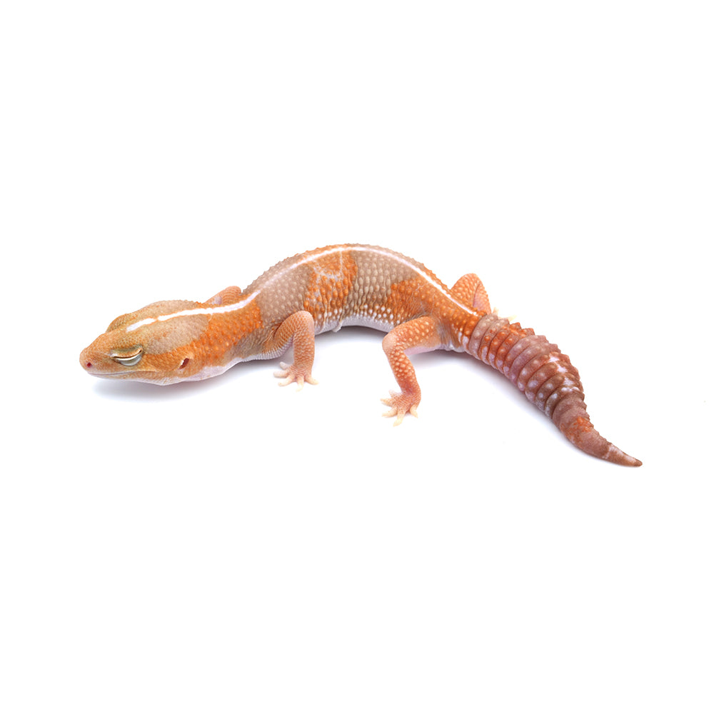 Amel Stripe African Fat-Tailed Gecko