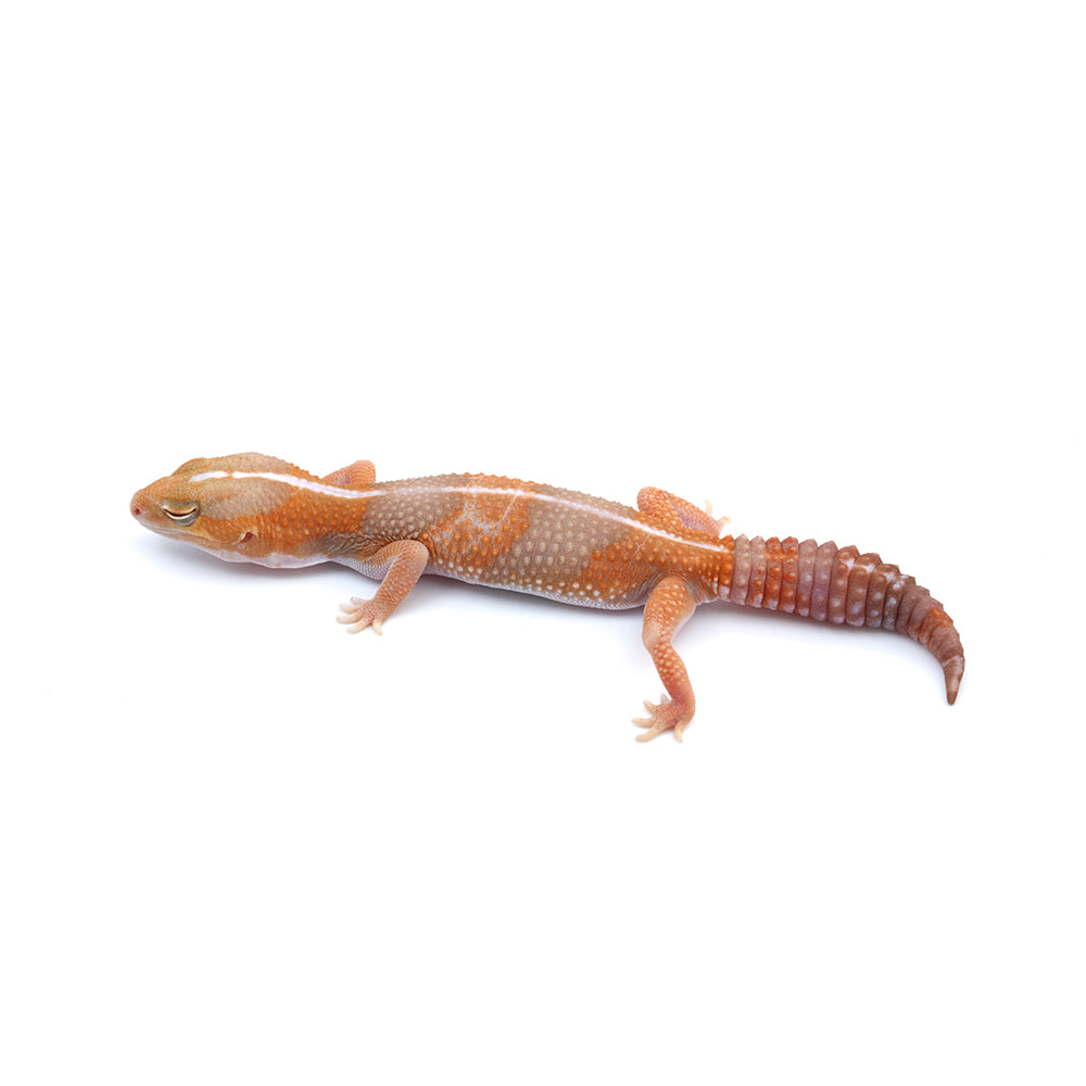 Amel Stripe African Fat-Tailed Gecko