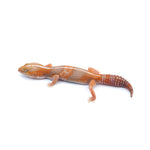 Amel Stripe African Fat-Tailed Gecko