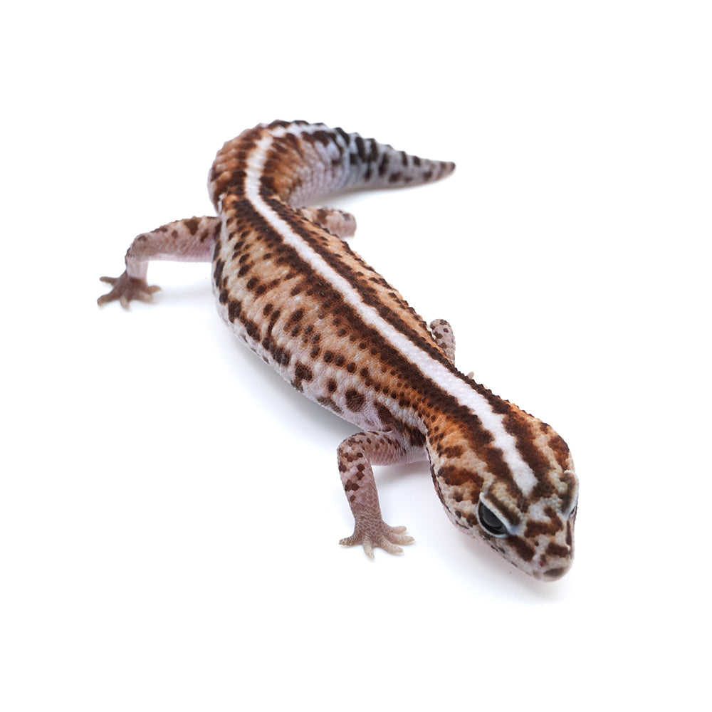 Striped African Fat-Tailed Gecko
