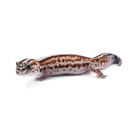Striped African Fat-Tailed Gecko