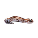 Striped African Fat-Tailed Gecko