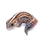 Striped African Fat-Tailed Gecko