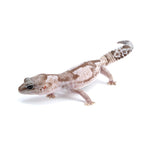 Whiteout African Fat-Tailed Gecko