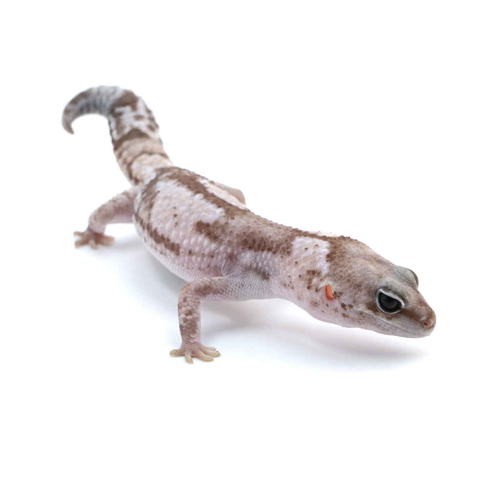 Whiteout African Fat-Tailed Gecko