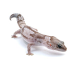 Whiteout African Fat-Tailed Gecko