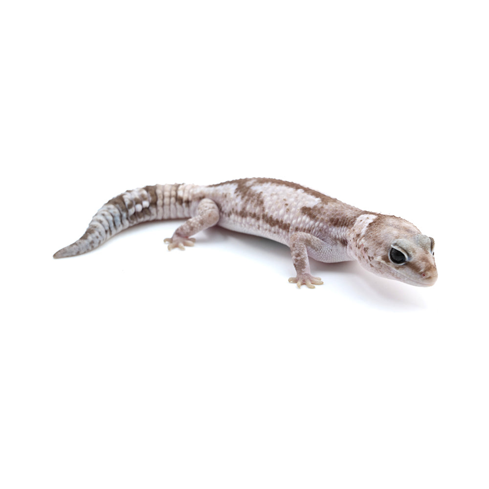 Whiteout African Fat-Tailed Gecko