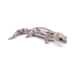 Whiteout African Fat-Tailed Gecko