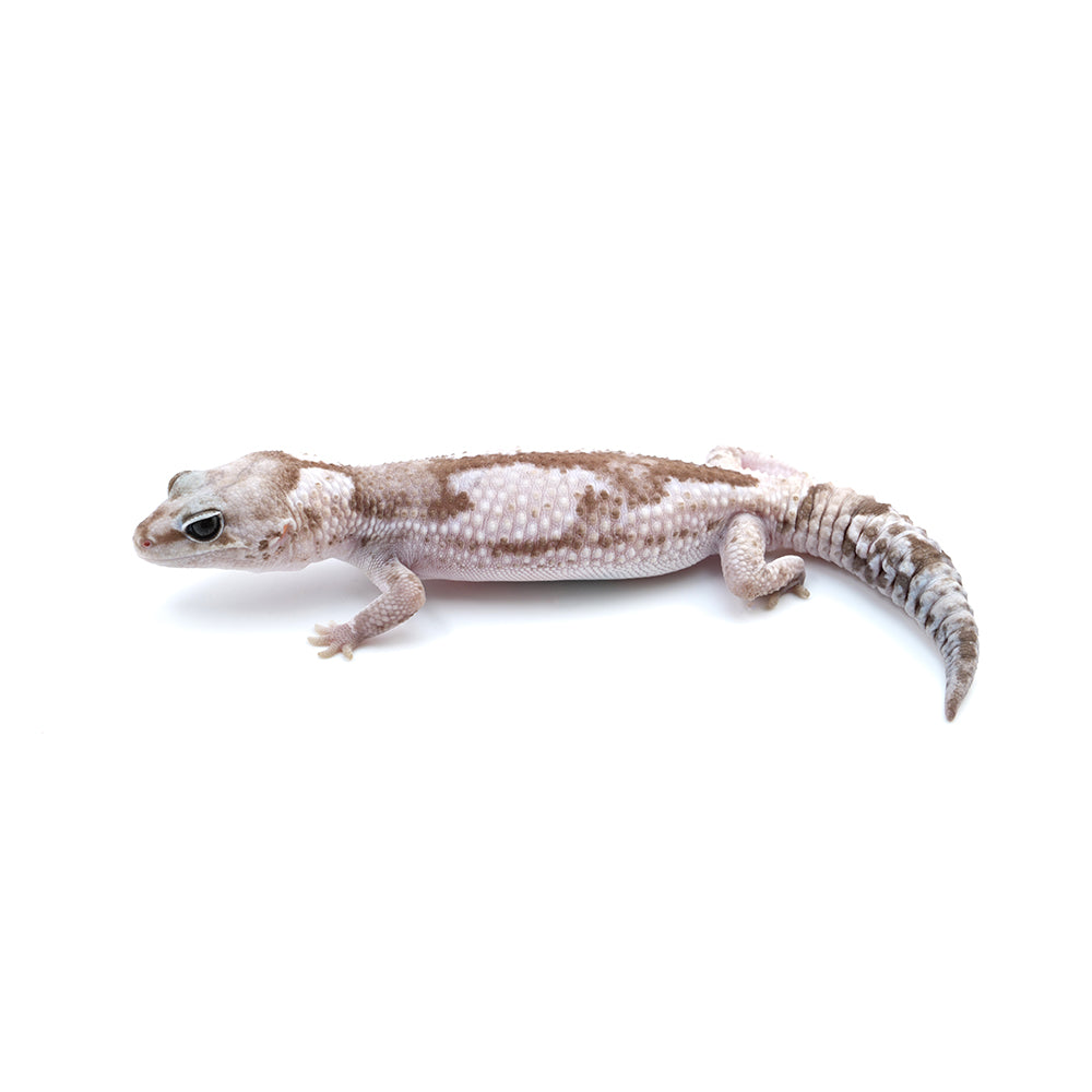 Whiteout African Fat-Tailed Gecko