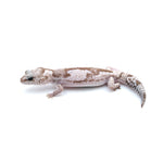 Whiteout African Fat-Tailed Gecko