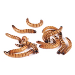 Live Feeder Superworms (Bulk pack 50g)