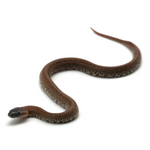 Granite Mexican Kingsnake