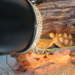 Nomoy Pet 5.5 Inch Lamp Cover