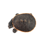 Red-bellied Short-necked Turtle 5-6cm