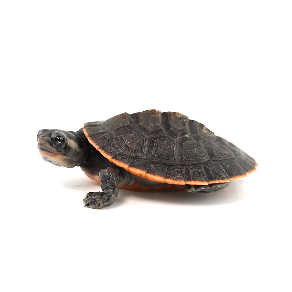 Red-bellied Short-necked Turtle 5-6cm