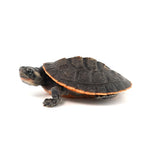 Red-bellied Short-necked Turtle 5-6cm