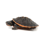 Red-bellied Short-necked Turtle 5-6cm