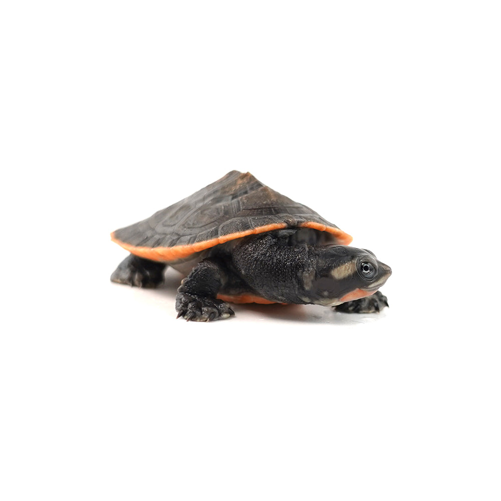 Red-bellied Short-necked Turtle 5-6cm