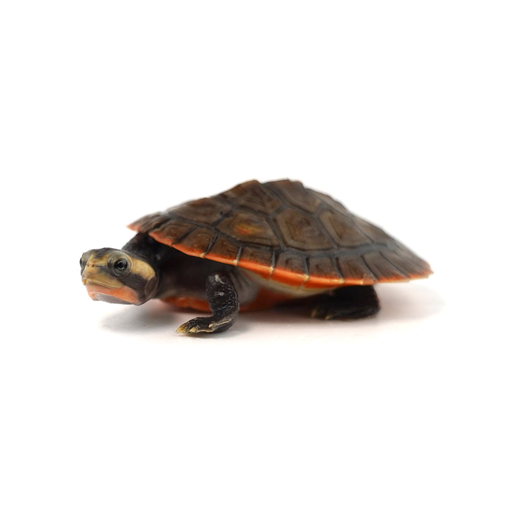 Red-bellied Short-necked Turtle 8-9cm