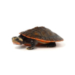 Red-bellied Short-necked Turtle 8-9cm