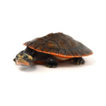 Red-bellied Short-necked Turtle 8-9cm