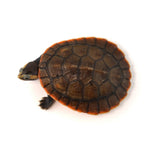Red-bellied Short-necked Turtle 8-9cm
